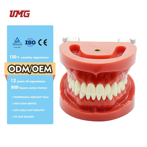Modèle standard de dentition amovible en plastique pour l'éducation dentaire - Product Image 6