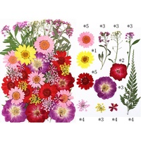 Kit de fleurs et feuilles pressées 40 pièces, plantes réelles pour les cours d'artisanat scolaire, cours d'art, fournitures de pressage de fleurs