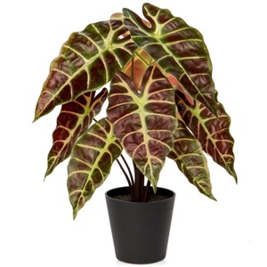 Pianta artificiale vera e propria tocco pianta di Alocasia <span class=keywords><strong>in</strong></span> <span class=keywords><strong>vaso</strong></span> nero pianta d'<span class=keywords><strong>appartamento</strong></span> per mensola <span class=keywords><strong>da</strong></span> tavolo centrotavola casa fattoria decorazioni per la casa - Product Image 1