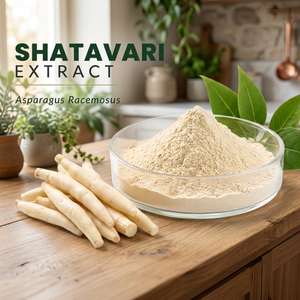 Poudre d'extrait de Shatavari (Asparagus Racemosus) Qualité alimentaire 60% Spécifications Extrait par solvant Poudre fine pour compléments alimentaires - Product Image 2