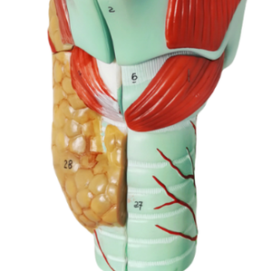 Modelo Anatómico de Laringe ADA A440, 2 Veces el Tamaño Real, 5 Partes, Enseñanza Médica, Anatomía Humana - Product Image 4