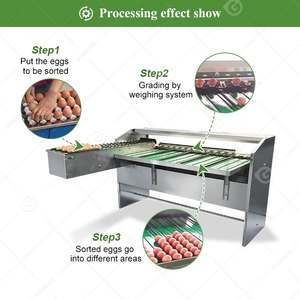 Pequeña clasificadora automática de huevos de gallina por tamaño y peso, máquina de clasificación de huevos en venta a buen precio - Product Image 5