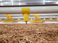 Cages préfabriquées pour poulets de chair Cages pour poulets de chair Système de plancher pour poulets de chair