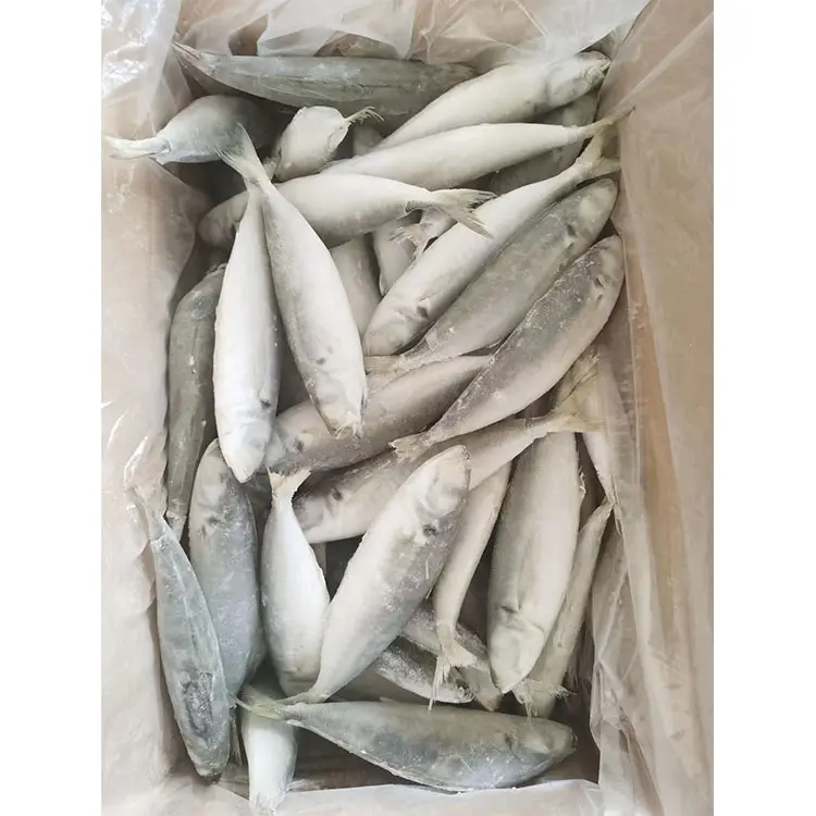 Scad redondo Pescado Marisco Frozen Scad redondo entero Scad para el mercado nacional