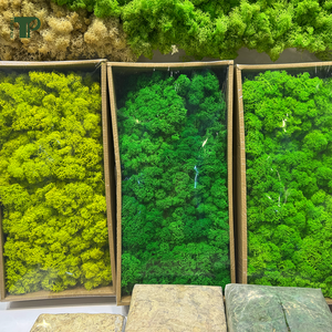 Véritable forêt <span class=keywords><strong>stabilisée</strong></span> artificielle renne irlandais conservé mousse mousse naturelle kit de bricolage mousse artisanat Art décoration murale fleuriste décor - Product Image 1