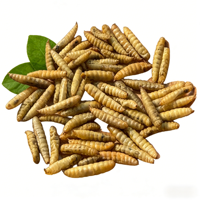 Larves de Mouches Soldat Noires Séchées Riches en Calcium – Protéine d'Insectes pour Volailles, Tilapias, Crevettes, Aquaculture, Reptiles et Suppléments pour Animaux de Compagnie – Vente en Gros