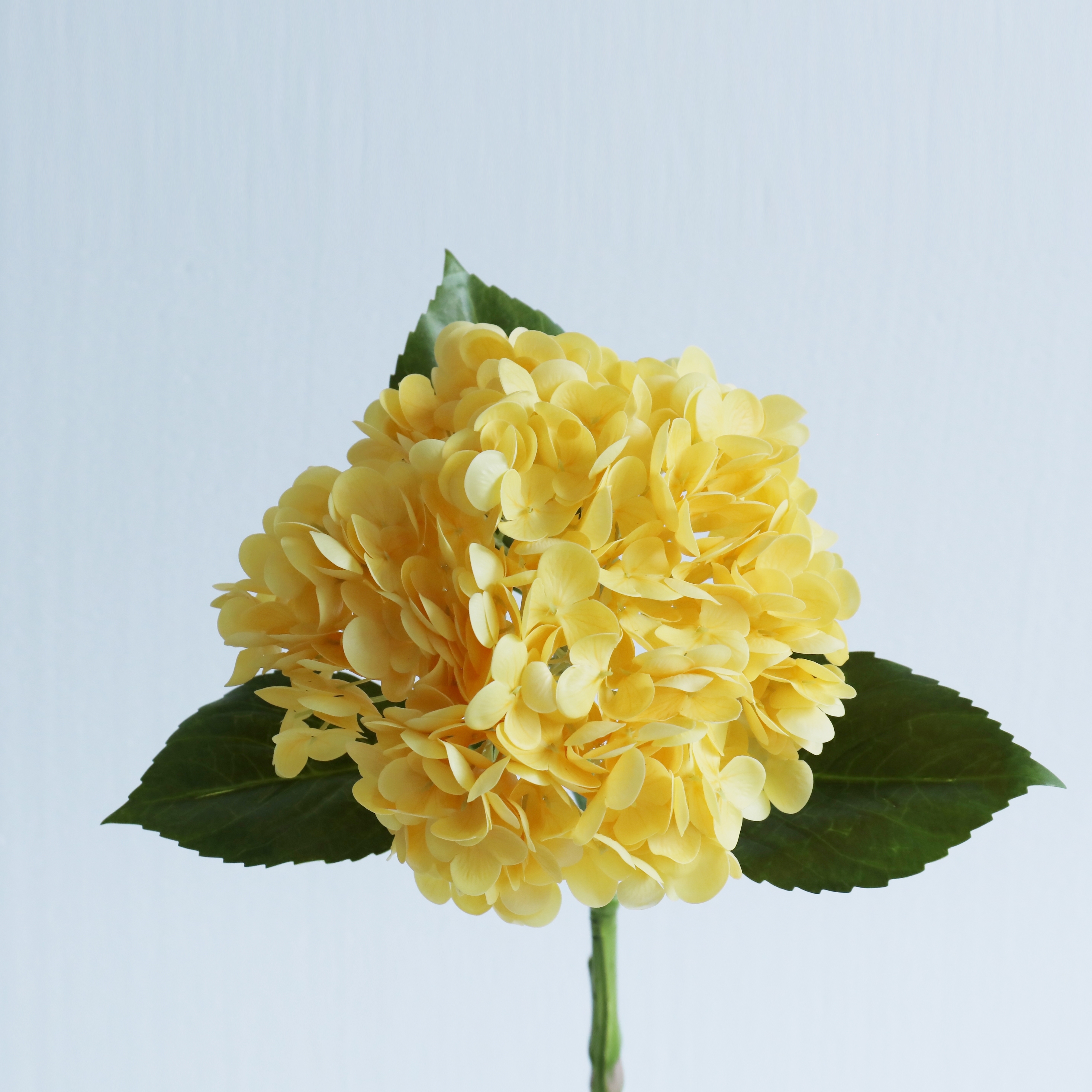 Giallo