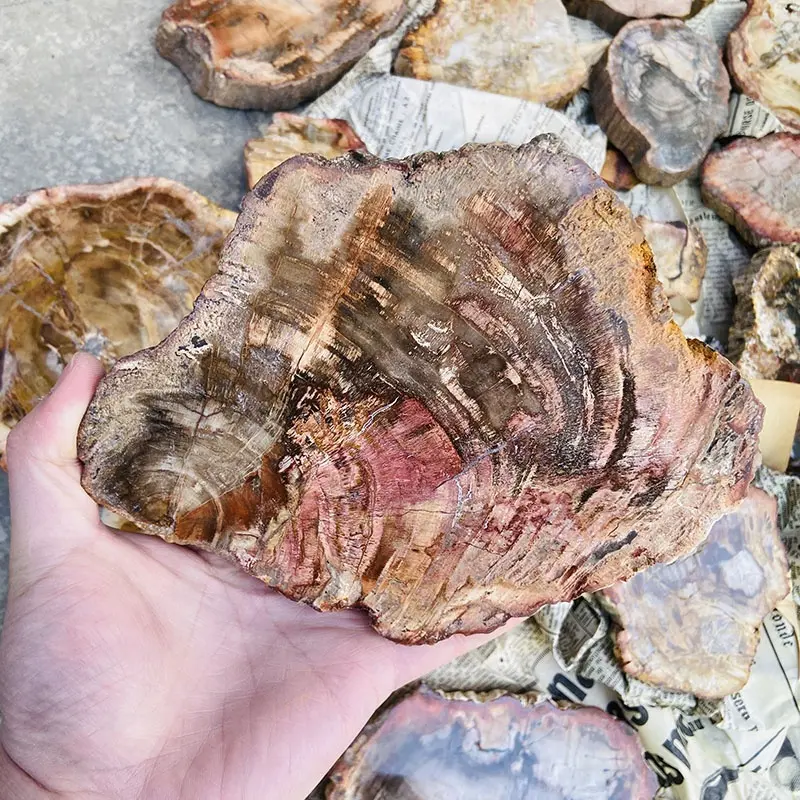 Commercio all'ingrosso Naturale Lucido Legno Fossile Lastra Ruvido Legno Pietrificato Fetta di Pietra Campione per la Decorazione