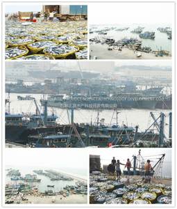 Pescado de sardina congelado al mejor precio - Product Image 3