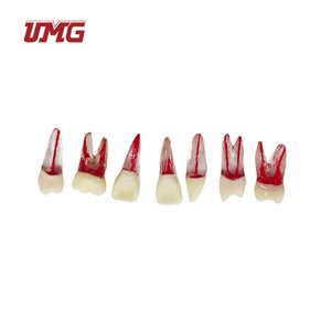 Simulatore Dentale per Pratica di Esame Odontoiatrico: Denti con Canale Radicolare e Cavità Pulpare Riempita in Resina - Product Image 2