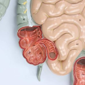 Modelo de sistema digestivo anatómico biológico humano realista KyrenMed desde la cavidad nasal oral hasta el hígado estómago intestino grueso - Product Image 6