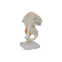 Modelo de Esqueleto de Enseñanza de Ciencias Médicas DARHMMY, Material de PVC, Modelo Funcional de Articulación de Cadera BOU/A204 para Entrenamiento de Estudiantes