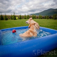 Piscine gonflable pour chien en PVC, personnalisée, pour l'intérieur et l'extérieur