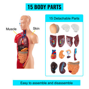 28Cm Torso Manusia Model Tubuh Anatomi Jantung Otak Kerangka Medis Organ Dalam Perlengkapan Pembelajaran Mengajar - Product Image 2