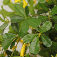 Plante Artificielle pour Espaces Intérieurs et Extérieurs, Arbre en Plastique pour Jardin, Mariage, Aménagement Paysager