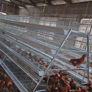 Prix des cages à poulets commerciales, <span class=keywords><strong>type</strong></span> 3/4 niveaux, cages à poules pondeuses, cages à poulets en batterie pour les élevages avicoles en Afrique du Sud - Product Image 4