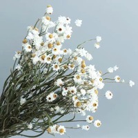 Bunga Krisan Putih Kering dan Bunga Immortelle Kering Grosir, Dekorasi Bunga Rustic untuk Hari Valentine dan Natal