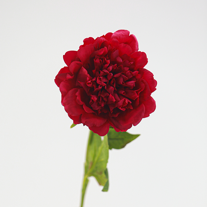 Rose Madder