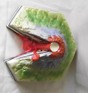 Modèle pédagogique <span class=keywords><strong>de</strong></span> volcan géographique CE, matériel pédagogique géologique, équipement pédagogique <span class=keywords><strong>de</strong></span> géographie pour les collèges et les lycées - Product Image 4