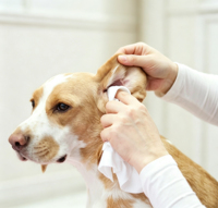 Lingettes nettoyantes hypoallergéniques pour chiens, non parfumées, douces, pour le nettoyage des pattes, du derrière et du visage, lingettes de toilettage pour chiens
