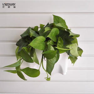 Maceta de plástico Unipower para colgar en la pared, diseño minimalista blanco para plantas verdes de interior, maceta colgante para Pothos - Product Image 1