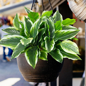 Ensemble de 3 plantes tropicales artificielles, plantes artificielles d'extérieur en faux <span class=keywords><strong>hosta</strong></span>, résistantes aux UV, avec des feuilles vertes réalistes - Product Image 3