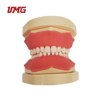 Modelo de dientes para enseñanza Dental infantil, modelo de diente de demostración tipodno estándar