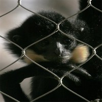 Clôture en treillis métallique flexible en acier inoxydable pour volières, enclos d'animaux de zoo, expositions et habitats extérieurs sécurisés