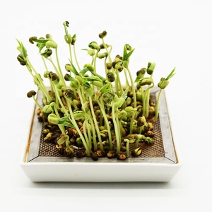 Hygienische Keimung von Sprossen und Microgreens Keramikschale mit Edelstahl-Kresselsieb - Product Image 5