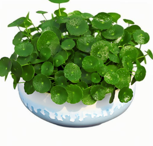 Hot-Selling Lysimachiae Herba Extract Poeder Hoge Kwaliteit Chinese Jin Qian Cao - Product Image 2