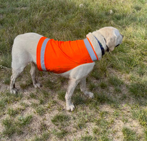Customized Modern Leisure Solid <strong>Hi</strong>-<strong>Vis</strong> Reflective <strong>Dog</strong> Safety Vest Waterproof Polyester Oxford Belt Custom Logo Summer - Product Image 5