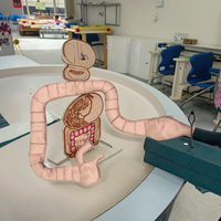 Modèle de formation en sciences médicales de vente directe d'usine Mannequin de côlon naturel pour l'enseignement de démonstration de sigmoïdoscopie et de coloscopie