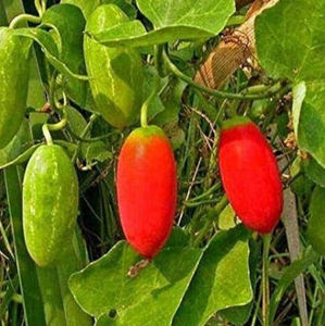 Fabriekslevering groothandel gratis monster hoge kwaliteit Coccinia Cordifolia (<span class=keywords><strong>Ivy</strong></span> <span class=keywords><strong>Gourd</strong></span>) fruitextract Ruscus Aculeatus extract - Product Image 3