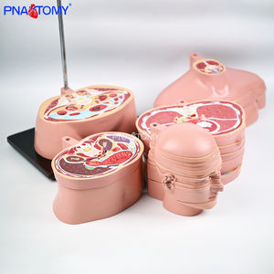 Model anatomi Torso cakram 24 lapisan ukuran hidup Model anatomi manusia Model otot dan saraf otak - Product Image 5