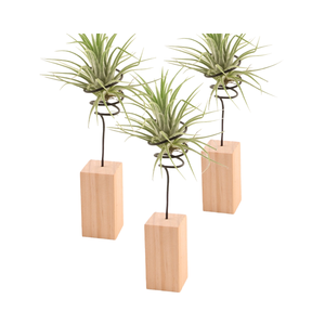 قاعدة خشبية بسيطة اسكندنافية-قوس نبات الهواء مع ملحقات الأناناس زخرفة سطح المكتب بدون تربة لديكور المنزل - Product Image 1