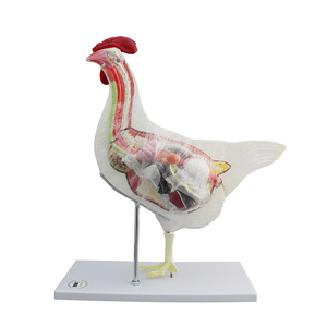 Modello di gallina animale da fattoria modello di pollo femminile modello animale anatomico veterinario - Product Image 1