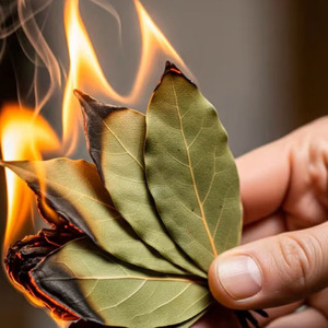 Extrait de feuille de <span class=keywords><strong>laurier</strong></span> séché entier de haute qualité fabricant brut épices herbes modèles de pièces tranchées goût chaud - Product Image 3