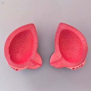 Modèle de vessie humaine KyrenMed avec modèle anatomique de la prostate 2 parties élargissement 3X - Product Image 3