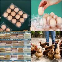 Barquettes d'emballage pour œufs en plastique PET jetables, transparentes, antichoc, recyclables, personnalisables, 4, 6, 8, 10, 12, 15, 20, 30 unités, contenants alimentaires