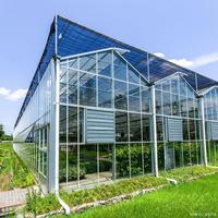 Serre hydroponique agricole multi-chapelles économique avec structure en acier galvanisé à chaud et verre trempé, 7,5 m, avec pare-soleil