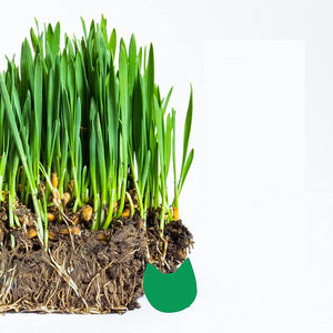 Produttore diretto Petlinks Nibble <span class=keywords><strong>Licious</strong></span> Organic Cat Grass tool set Kit - Product Image 2