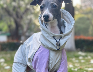 Personalizado nuevo sólido invierno moderno poliéster mantener caliente a prueba de viento impermeable al aire libre italiano <span class=keywords><strong>galgo</strong></span> mascota perro impermeable - Product Image 4