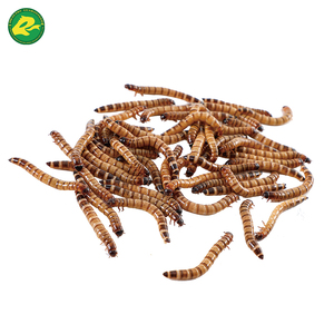 Alimentador congelado supergusanos para mascotas pájaros lagartos Geckos erizos camaleones hámster golosinas y cebo de pesca al por mayor - Product Image 1