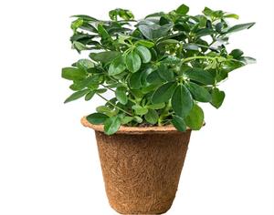 Taza de plántulas de palma de coco <span class=keywords><strong>maceta</strong></span> de plántulas de nutrición <span class=keywords><strong>maceta</strong></span> de crecimiento de plantas verdes suministros de jardinería de plantas verdes - Product Image 4