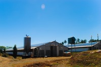 Structure en acier, stylo d'entrepôt, ferme, poules, animaux, poules pontes, Construction facile, élevage de poulets