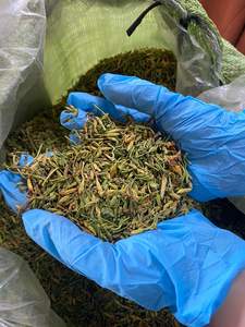 สมุนไพรแบบเวียดนามดอกมะละกอสำหรับผู้ชายตากแห้งสีเหลืองเขียวเข้มเมล็ดพืช/ใบ/2025คุณภาพสูง - Product Image 2