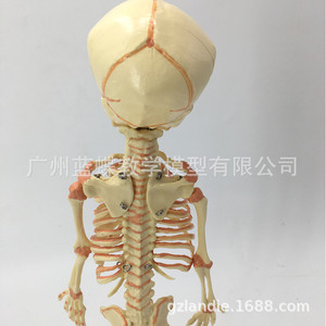 Modello di cranio di bambino, modello di <span class=keywords><strong>scheletro</strong></span> di bambino, <span class=keywords><strong>scheletro</strong></span> di bambino piccolo, modello di osso umano, istruzioni per il disegno di una figura umana. - Product Image 5