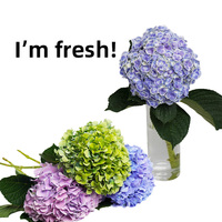 Dekorasi Bunga Hydrangea Segar 2026 untuk Acara Pesta Mewah dan Pertemuan, Hydrangea untuk Wanita