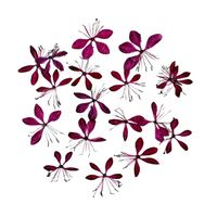 Plantes naturelles Bouquet de fleurs séchées Pressé papillon séché Pois fleur Nail Art, décalcomanies faciales, spécimens de fleurs pressées