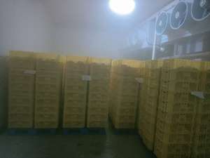 Celle Frigorifere e Celle Frigorifere Industriali con Sistema di Raffreddamento Efficiente - Product Image 5